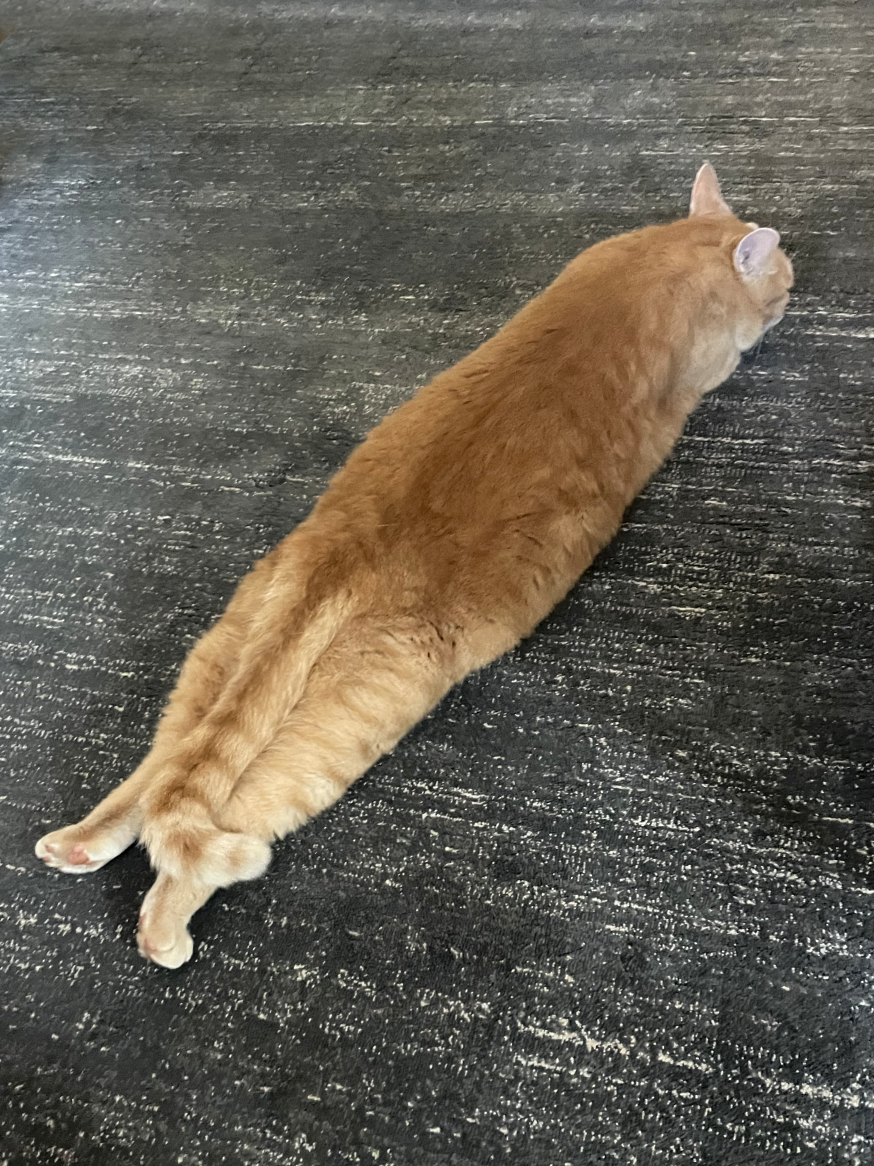 Slooting Cat